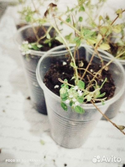 Чабрец саженцы