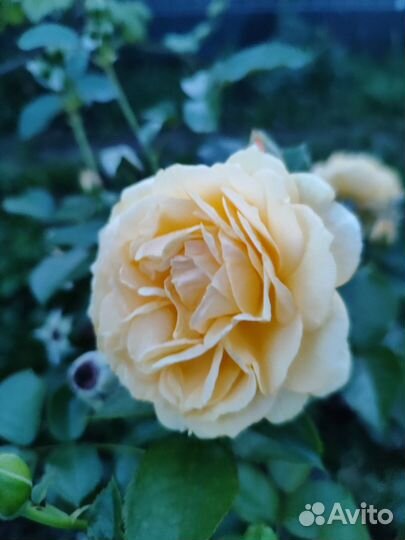 Саженцы роз