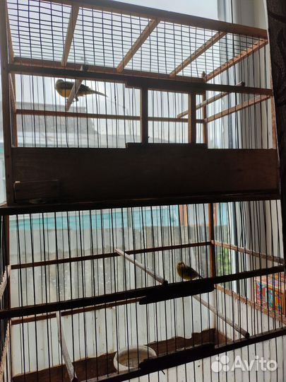 Кенара и канарейки