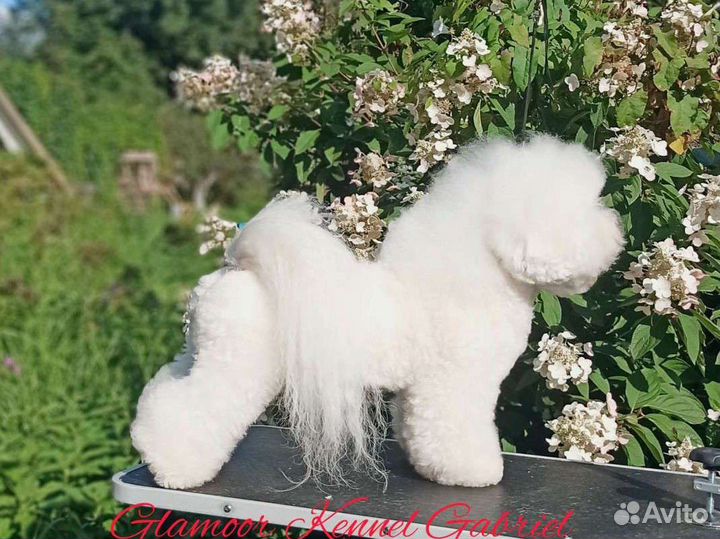 Бишон фризе-море позитива