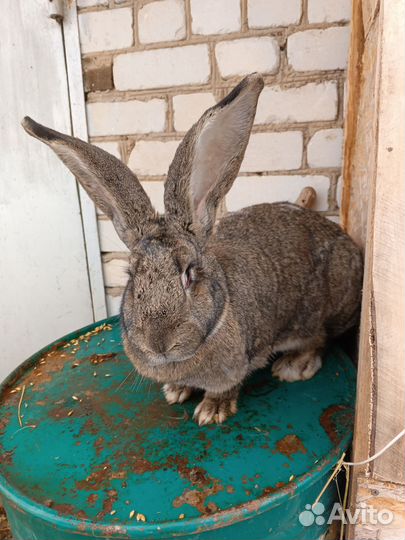 Кролики породы фландр, ризен