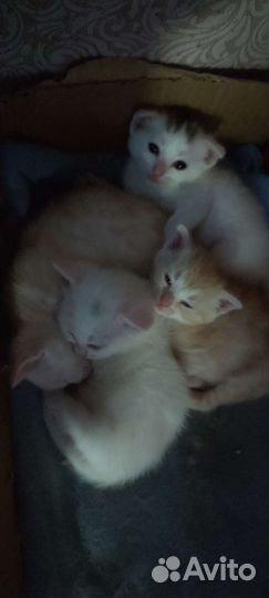 Котята от шотландской мамы
