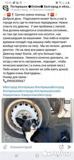 Собака в добрые руки