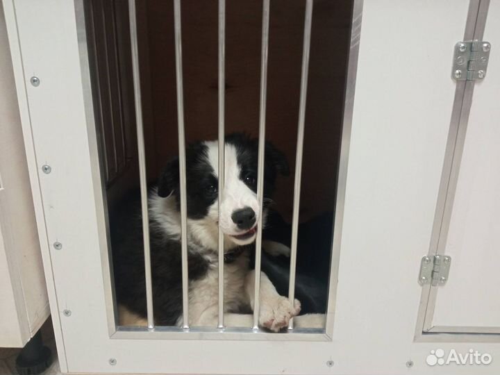 Клетка для кошек и собак