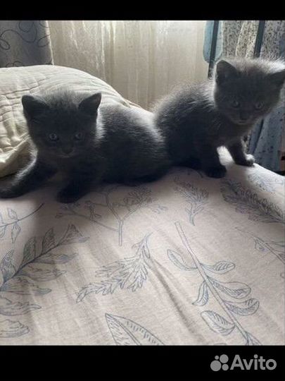 Британские котята