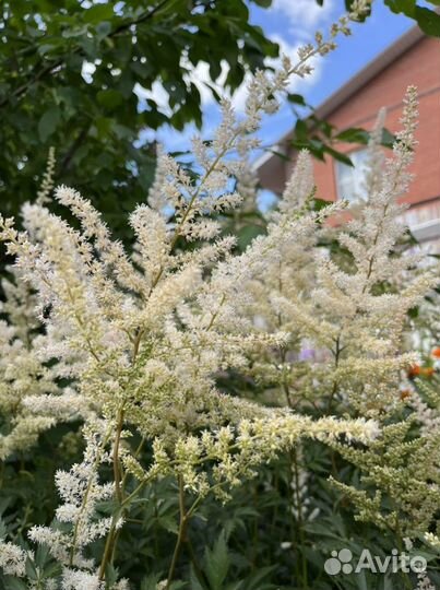 Астильба (Astilbe) многолетняя