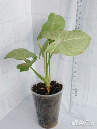 Сингониум Конфетти Милк