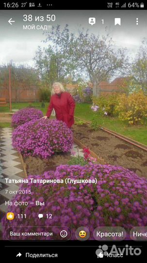 Карликовая кустовая астра (октябрина)