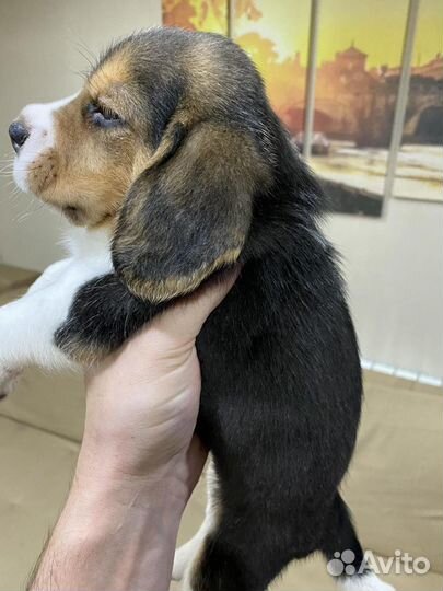 Щеночки бигль (питомник, доставка)