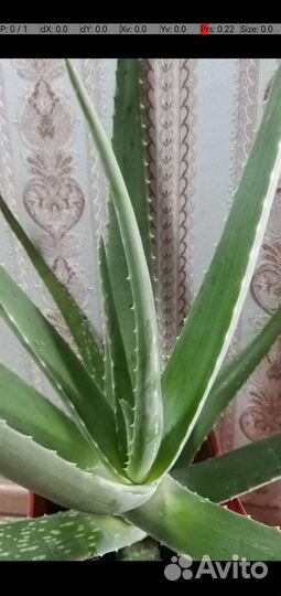 Алоэ вера растение