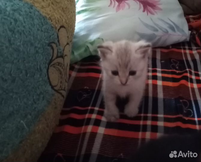 Отдам в добрые руки котят