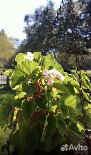 Бегония вечноцветущая