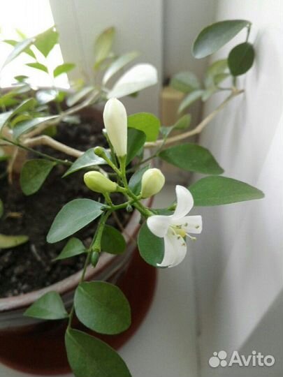 Мурайя, комнатное растение