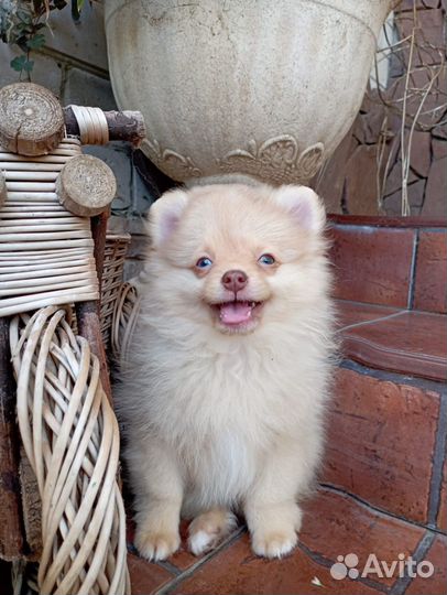 Крем шоколад