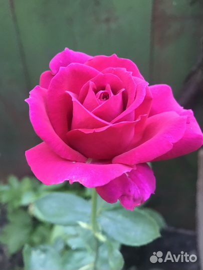 Саженцы роз