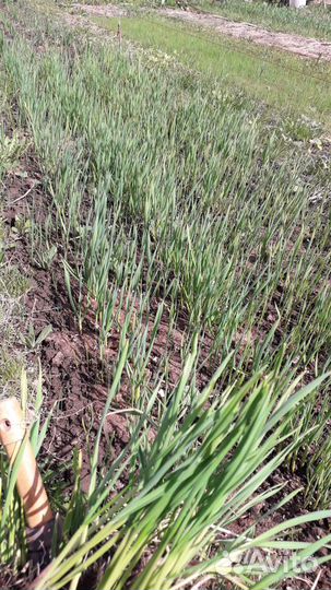 Чеснок озимый рассада