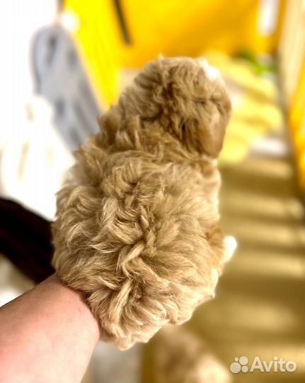 Мальтипу f1 Супер mini мальчик