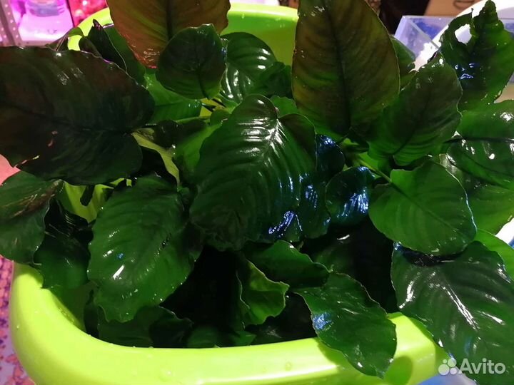 Аквариум. Анубиас. Коряга. Корабль