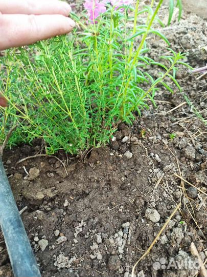 Чабрец (тимьян)