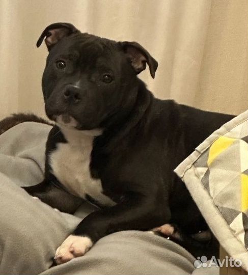 Стаффордширский бультерьер