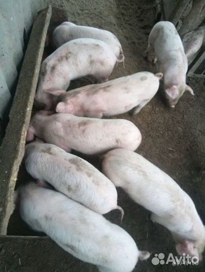 Поросята ландрас
