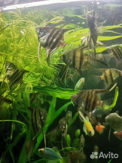 Скалярия,неон,фуркато,тернеции,гурами,молли,кревет