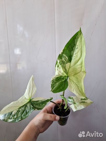 Сингониум imperial white