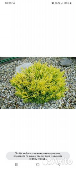 Можжевельник Лаймглоу