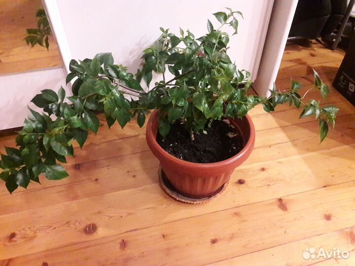 Продам Цветы Бугенвиллия