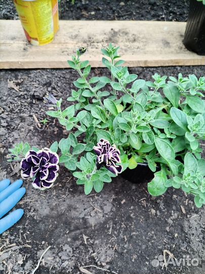 Петуния ампельная