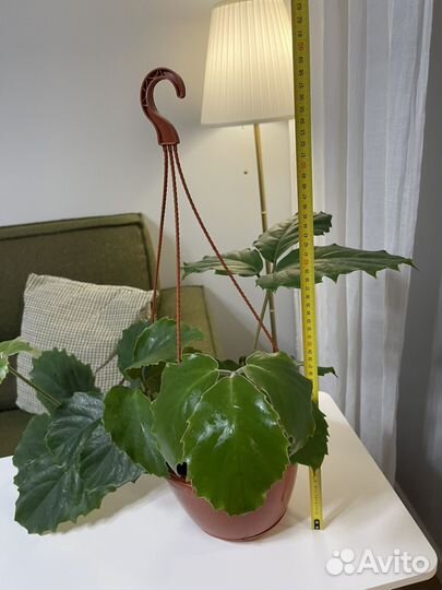 Тетрастигма вуанье