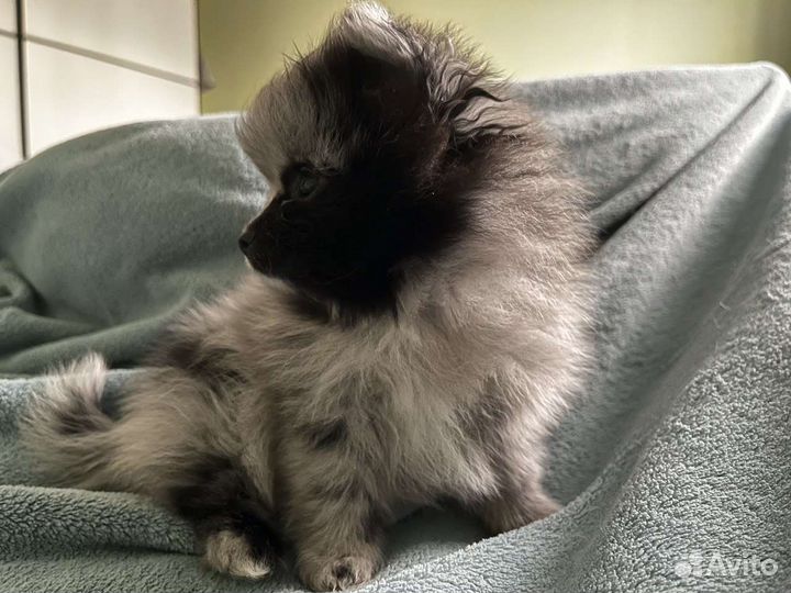 Шпицедетки