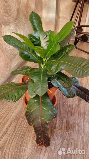 Кротон экселент