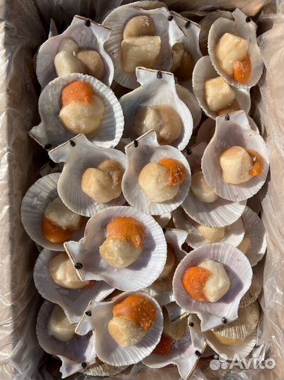 Гребешок с икрой на створке (опт)