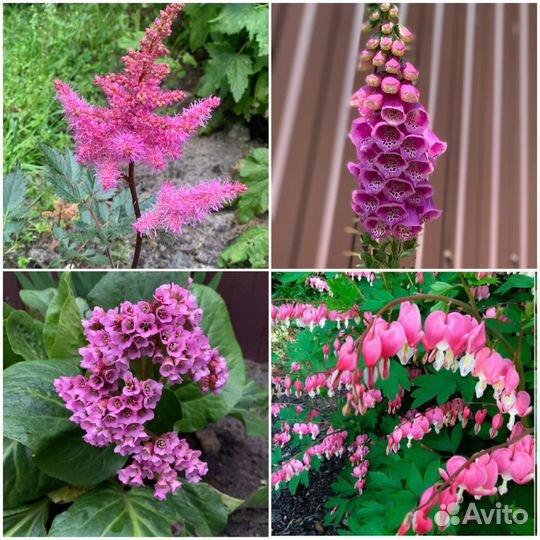 Хосты, физостегия, астильба