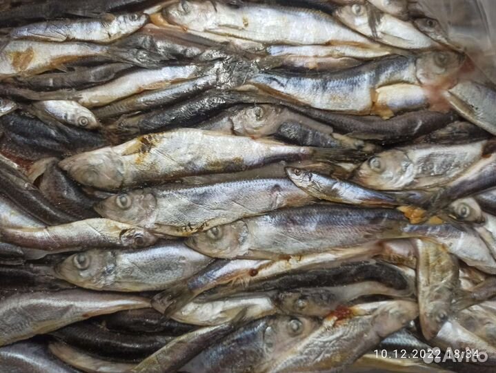 Для животных Рыба (салака )