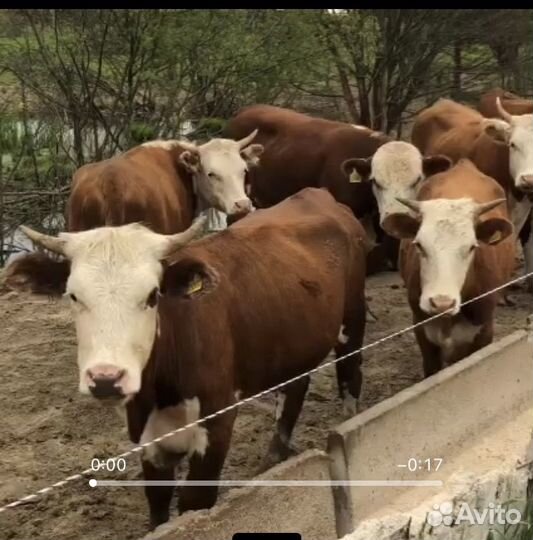 Нетели герефордской породы 40 голов