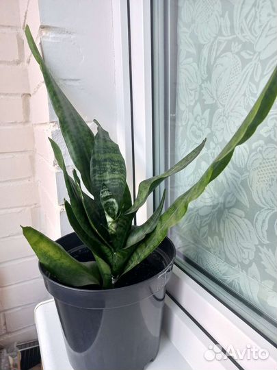 Сансевиерия