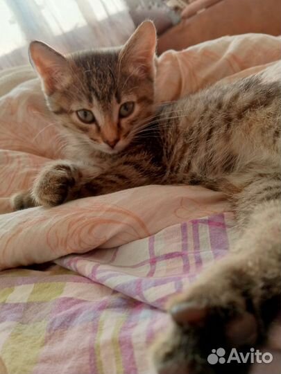 Котенок девочка в добрые руки