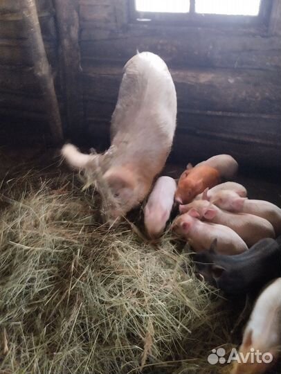 Поросята