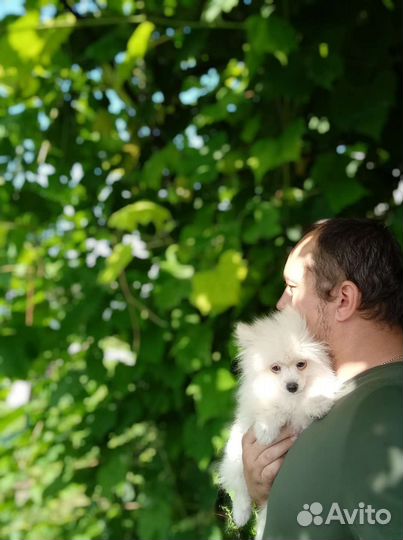 Шпиц немецкий