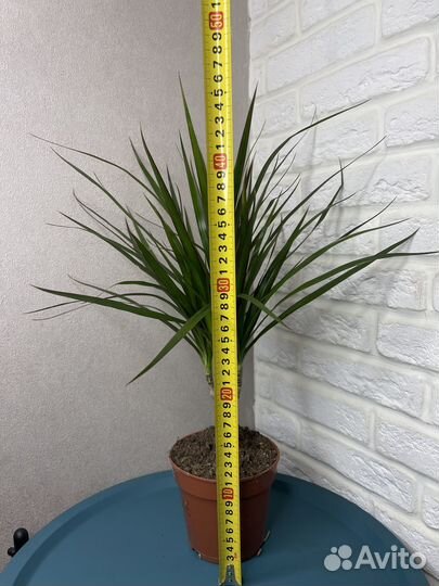 Пальма драцена маргината комнатные цветы