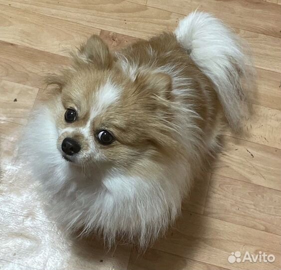 Померанский шпиц