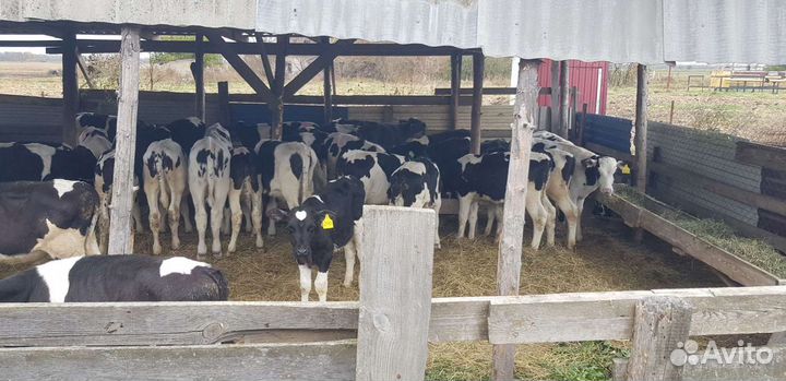 Телята - Бычки