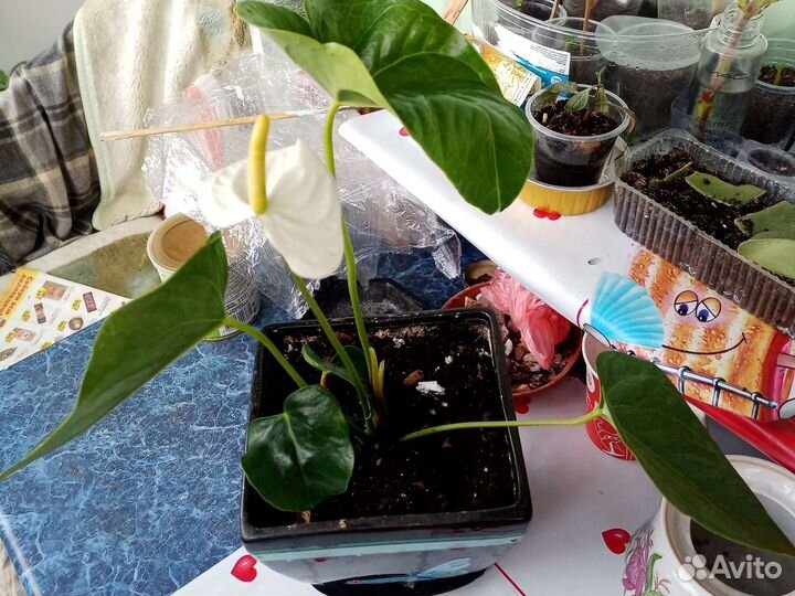 Алоказии.,сингониум Пинк,пеларгонии,бегонии