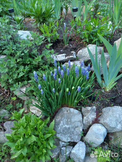 Садовые многолетники