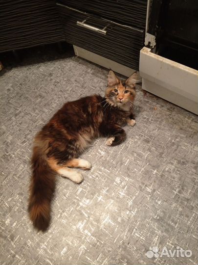 Кошки мейн кун