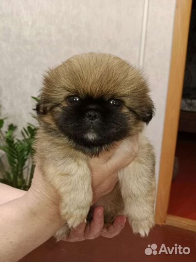 Щенки пекинеса