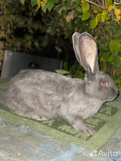 Доставка кролмков из Москвы в Краснодар