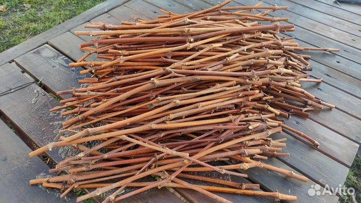 Саженцы винограда элитных сортов для Лен. области